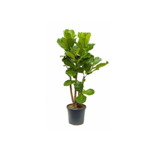 Vioolbladplant (Ficus Lyrata)