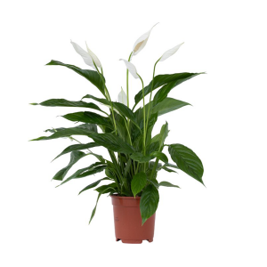 Spathiphyllum Lima (Peace Lilies)