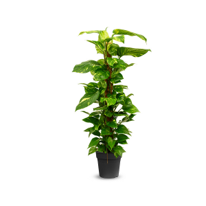 Devil's ivy (Scindapsus Epipremnum)