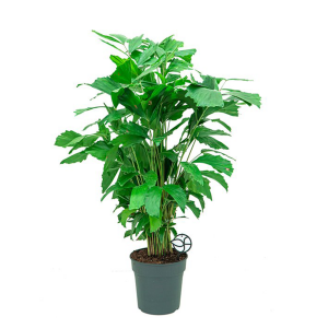 Caryota Mitis, (Fishtail Palm)