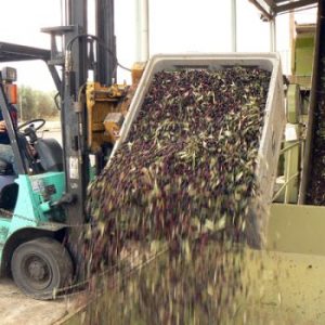 DL 02 Biologische extra vierge olijfolie Villaolivo PET 1L